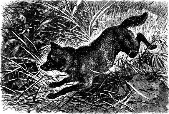 The_animals_of_the_world._Brehm's_life_of_animals;_(1895)_(20585949970).jpg